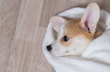 Kadın kırmızı Corgi köpeğini battaniyeye sarmış.. 