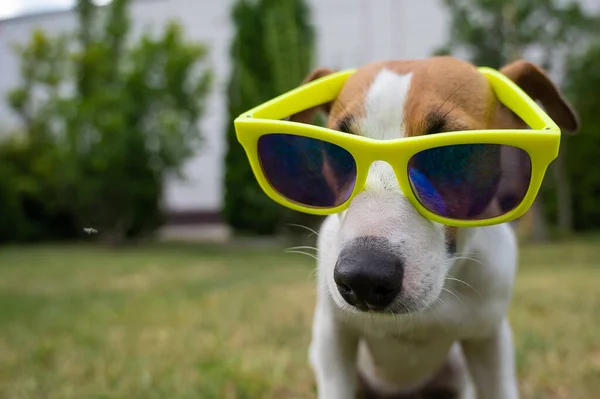 Jack Russell cão terrier em óculos de sol na grama verde. Conceito férias de verão. — Fotografia de Stock