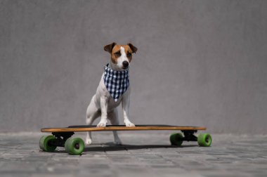 Ekose bandana giymiş Jack Russell Terrier köpeği uzun tahta bir arabaya biniyor.. 