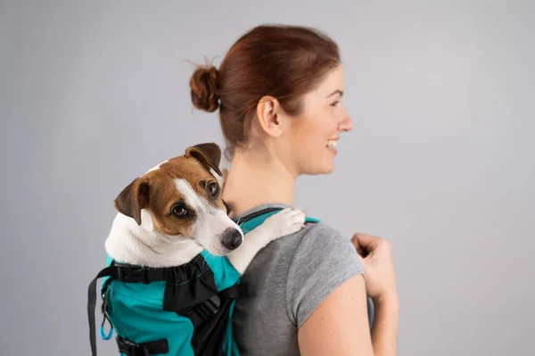 Caucásico mujer lleva jack russell terrier perro en su mochila. — Foto de Stock