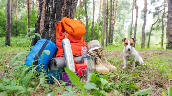 Equipo para perros y camping en un bosque de pinos. Mochila, termo, saco de dormir, brújula, sombrero y zapatos. — Foto de Stock