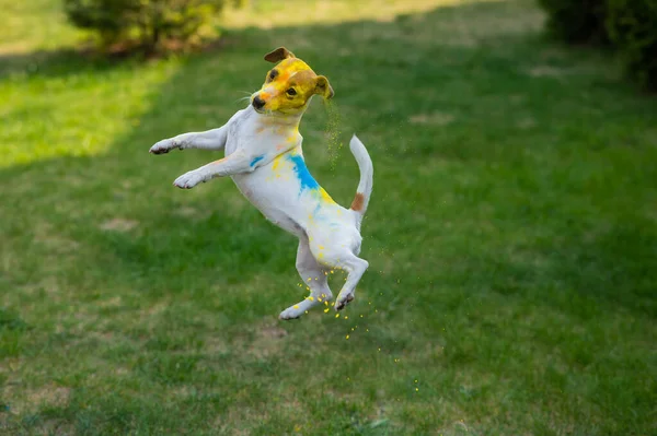 Chien jack russell terrier teinté en holi couleurs saute sur une pelouse verte. — Photo