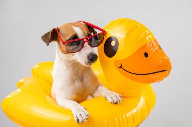 Köpek Jack Russell Terrier, güneş gözlüklü, beyaz arka planda şişirilebilir yuvarlak ördekli.. 
