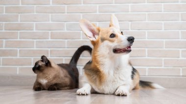 Tuğla duvarın arkasında Corgi ve Tayland kedisi.