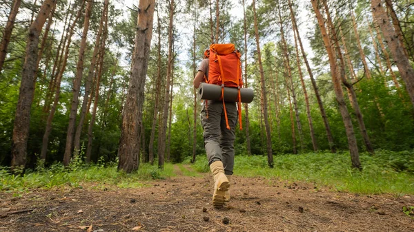 Jeune femme caucasienne est engagée dans la randonnée. Une fille avec un sac à dos touristique se promène dans la forêt de conifères — Photo