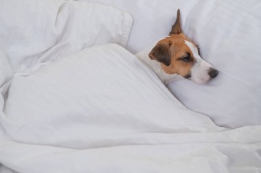 Jack Russell Terrier köpeği yorganın altında yatıyor. Hayvan yatak odasında uyuyor..