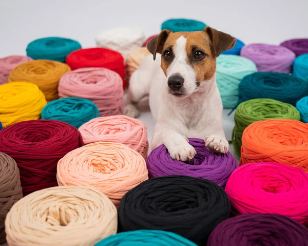 Jack Russell Terrier 'ın çok renkli pamuklu köpeğinin yakın çekimi..