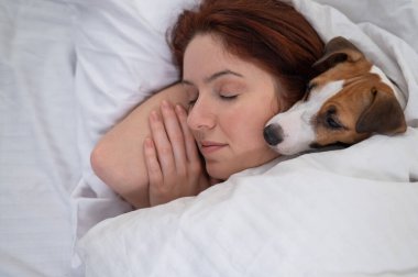 Jack Russell Terrier köpeği yatağında sahibine sarılıyor.. 