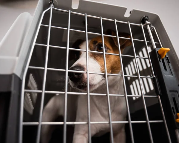 Jack Russell Terrier dog inside a cage for the safe transportation of pets. Travel box.