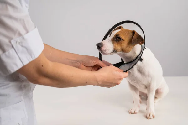 Un vétérinaire met un collier de cône en plastique sur un chien Jack Russell Terrier après une chirurgie. — Photo
