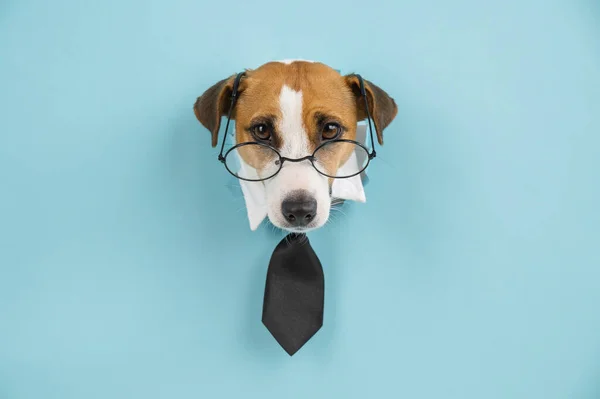 Собака джек-російський тер'єр в окулярах і краватка стирчить з отвору на синьому фоні . — стокове фото