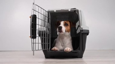 Jack Russell Terrier köpeği plastik bir seyahat kutusundan çıkıyor..