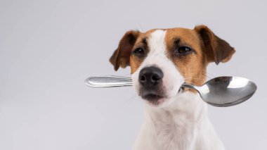 Beyaz arka planda kaşığı ağzında tutan köpek Jack Russell Terrier 'ın yakın plan portresi. Boşluğu kopyala. 