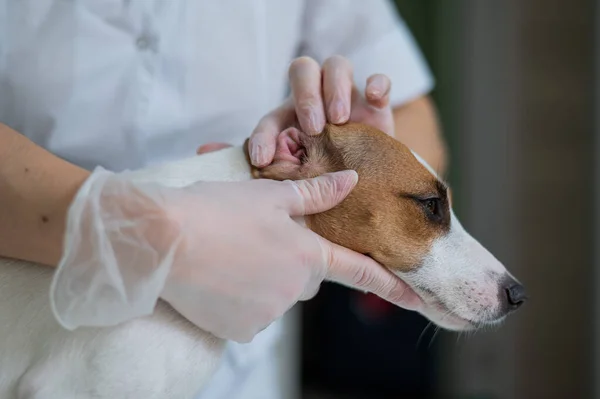Veterinář zkoumá psí uši. Jack Russell teriér Ušní alergie. — Stock fotografie