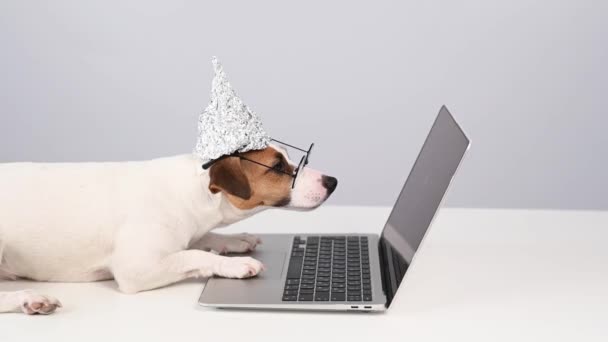 Jack Russell Terrier perro en un sombrero de papel de aluminio y gafas trabaja en un ordenador portátil. — Vídeo de stock