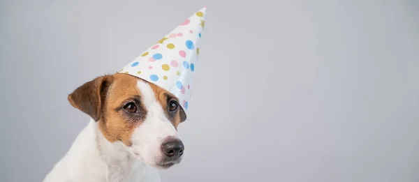 Szülinapi sapkás kutya, fehér háttérrel. Jack Russell Terrier évfordulót ünnepel. — Stock Fotó