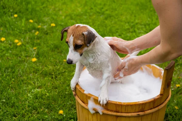 Frau wäscht ihren Hund Jack Russell Terrier in einer Holzwanne im Freien. Die Gastgeberin hilft dem Haustier beim Baden. — Stockfoto