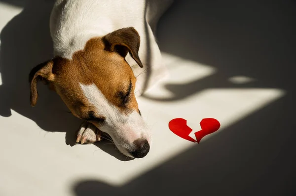 Jack Russell Terrier hund ligger bredvid ett brustet hjärta. — Stockfoto