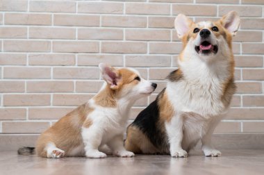 Tuğla duvarın arka planında pembroke corgi anne ve yavru köpek. Köpek ailesi..