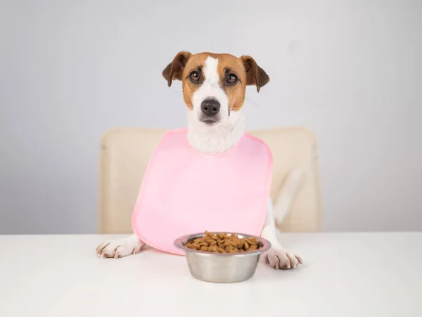 Pies Jack Russell Terrier przy stole w różowym śliniaczku. — Zdjęcie stockowe
