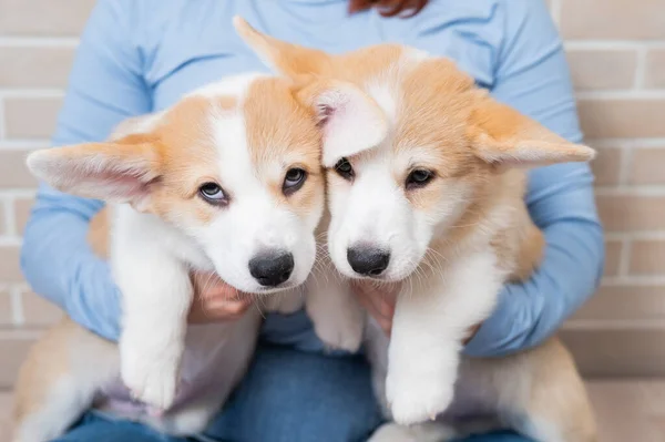 Kaukázusi nő kezében két aranyos pembroke corgi kölykök. — Stock Fotó