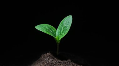 Siyah arkaplanda kabak filizi yakın plan.. 