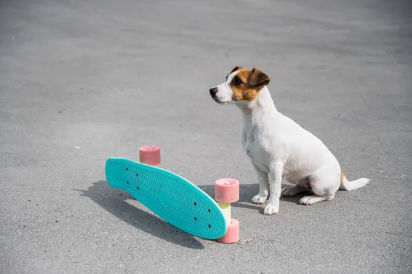 Jack Russell Terrier Hund reitet auf einem Penny Board im Freien — Stockfoto