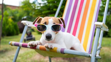Jack Russell güneş gözlüklü teriyer köpeği dinleniyor. Yaz tatili kavramı.