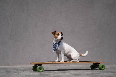 Ekose bandana giymiş Jack Russell Terrier köpeği uzun tahta bir arabaya biniyor.. 