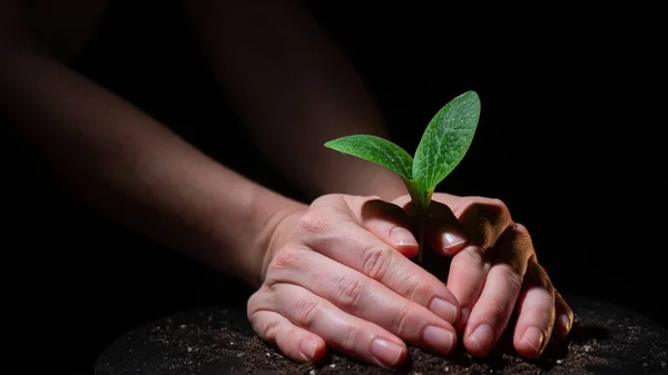 Een vrouw plant een spruit courgette. Close-up van vrouwelijke handen tuinieren op zwarte achtergrond. — Stockfoto