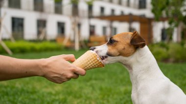 Bir kadın sıcak yaz gününde Jack Russell Terrier köpeğini dondurma külahıyla besliyor..