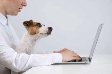 Dizlerinin üzerinde köpek Jack Russell Terrier ile çalışan beyaz bir kadın.. 