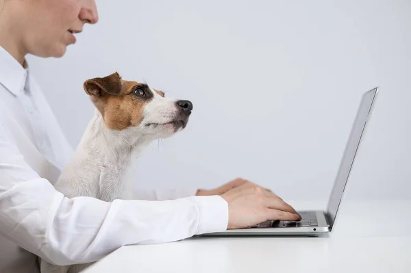 Mulher caucasiana trabalhando no laptop com cão jack russell terrier de joelhos. — Fotografia de Stock