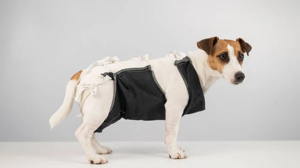 Jack Russell Terrier en manta posoperatoria después de la esterilización femenina. Histerectomía en perro. — Foto de Stock