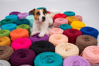 Jack Russell Terrier 'ın çok renkli pamuklu köpeğinin yakın çekimi..