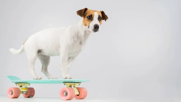 Собака на пенни-доске на белом фоне. Джек Рассел Терьер катается на скейтборде в студии. — стоковое фото
