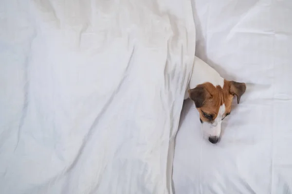 Jack Russell Terrier dog lies in bed under the covers. The pet sleeps in the bedroom.