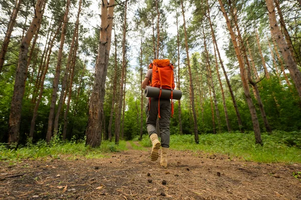 Молода біла жінка займається пішим туризмом. Дівчина з туристичним рюкзаком проходить через хвойний ліс — стокове фото