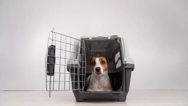 Jack Russell Terrier dog inside a cage for safe transportation with open door.