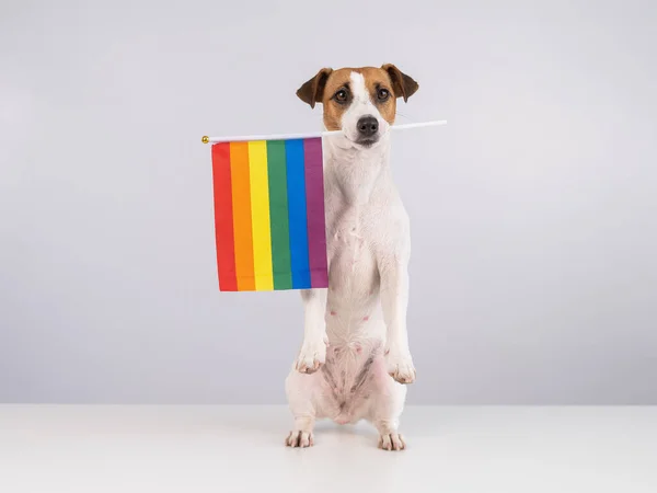 Jack Russell cão terrier segurando uma bandeira do arco-íris em sua boca em um fundo branco. — Fotografia de Stock