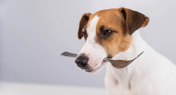 Retrato de perto de um cão Jack Russell Terrier segurando um garfo em sua boca em um fundo branco. Espaço de cópia. — Fotografia de Stock