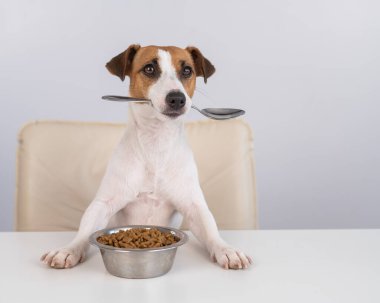 Jack Russell Terrier köpeği elinde bir kase kuru yemekle yemek masasında oturuyor ve ağzında bir kaşık tutuyor.. 