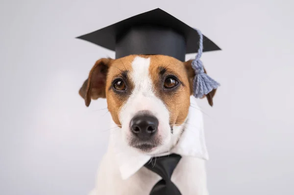 Собака-терьер Джека Рассела, одетая в галстук, и академическая шапка на белом фоне. — стоковое фото