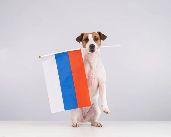 白い背景にロシア連邦の小さな旗を持っているジャック・ラッセル・テリアの犬. — ストック写真