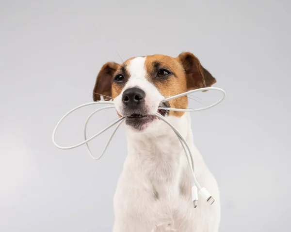 Jack russell terrier dog holding a type c cable in his teeth on a white background. — Stock Photo, Image