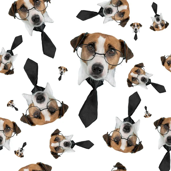 Muso di un cane Jack Russell Terrier con occhiali e cravatta su sfondo bianco. Isolato. Modello senza cuciture. — Foto Stock