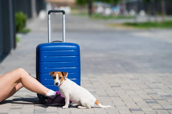 Gezichtloze vrouw gekleed in korte broek zit op de stoep met een huisdier. Een hond aan de voeten van de eigenaar op straat. Een meisje reist met een blauwe koffer en een puppy van Jack Russell Terrier. — Stockfoto