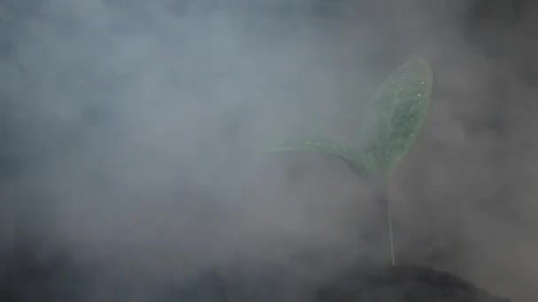 Kabak filizi duman içinde siyah bir arkaplanda dönüyor.. — Stok video