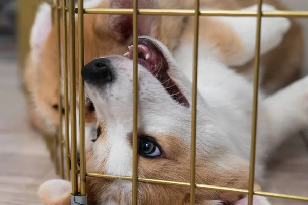 Retrato de cerca de cachorros corgi galeses en una jaula. — Foto de Stock