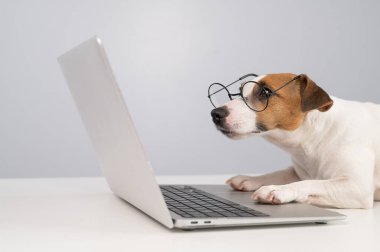 Gözlüklü köpek Jack Russell Terrier 'ın portresi.. 